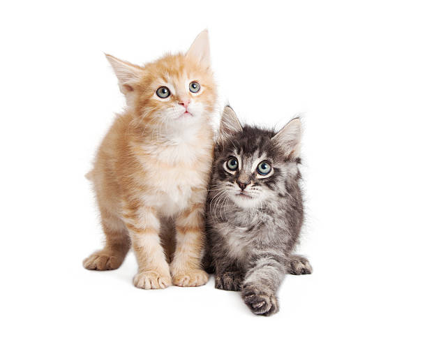 istock Cute Orange and Black Tabby Kittens Together 531603290