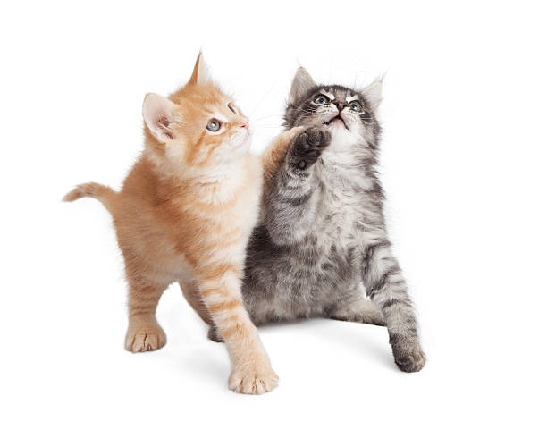 istock Playful kittens reaching paws up 531603294