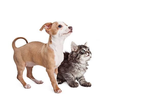 istock Puppy and Kitten Looking Into Copy Space 531603398