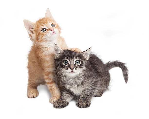 istock Adorable Playful Kittens Close Together 531603434