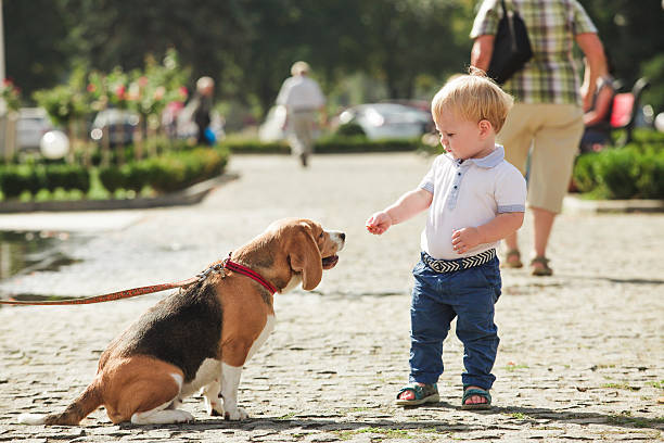 Little boy is feeding the beagle dog in the walking