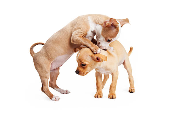 istock Playful Puppy With Shy Sibling 531603634