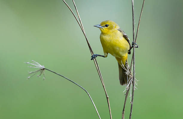 calandria café, ictericia spurius, hembra pájaro posición elevada en la primavera - oriole fotografías e imágenes de stock