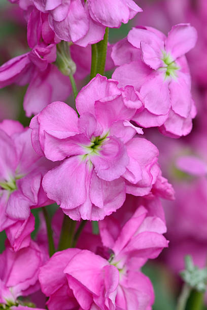 istock Pink Stock Flower 531604606