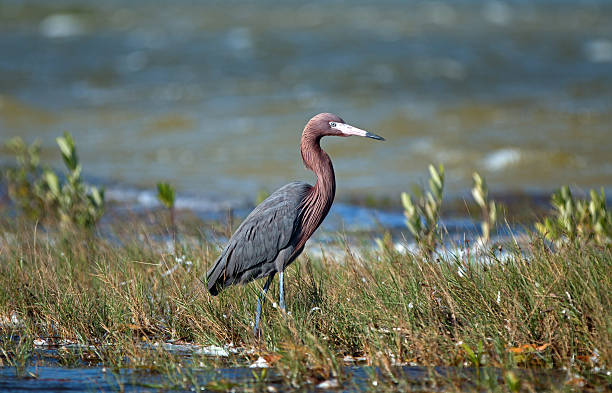 rötelreiher (egretta saniert) in cancun chacmuchuk lagune - reiher stock-fotos und bilder