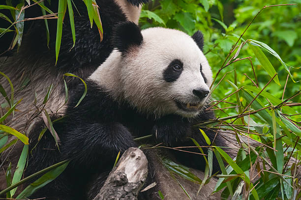istock Giant panda bear in bamboo forest 531605786