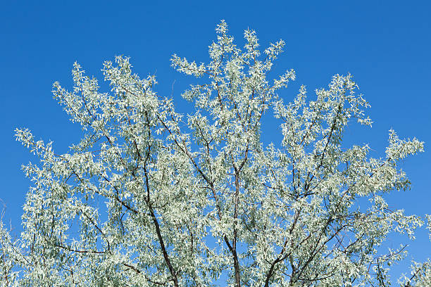 Russian olive tree blue sky A Russian olive tree with a background of blue sky elaeagnus angustifolia stock pictures, royalty-free photos & images