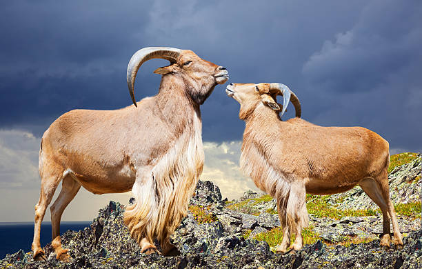 пара стоя sheeps - paridigitate mammals стоковые фото и изображения