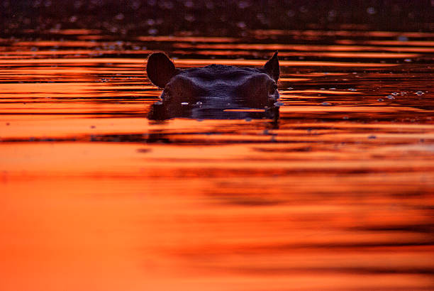 istock Hippos at sunset, Khwai river, Moremi Game Reserve, Botswana 531609006