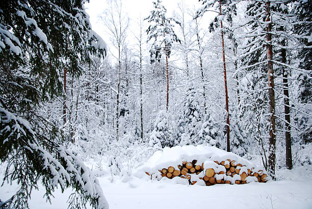 snowy logpile - logpile stock-fotos und bilder