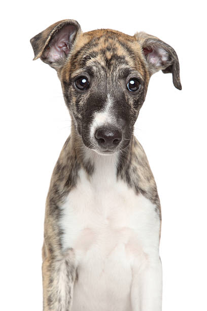 istock Whippet puppy on white background 531609441