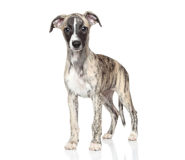 istock Whippet puppy on white background 531609467