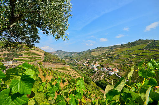 Douro Valley - Vineyards, olive tree and small village near Peso da Regua, Portugal