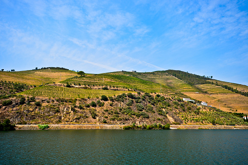 Douro Valley - Duero riverside and vineyards near Peso da Regua, Portugal