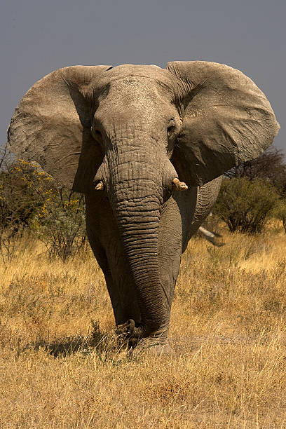 istock Big male elephant at Etosha National Park, Namibia 531609552