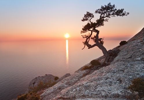 old juniper tree and sunset over the sea