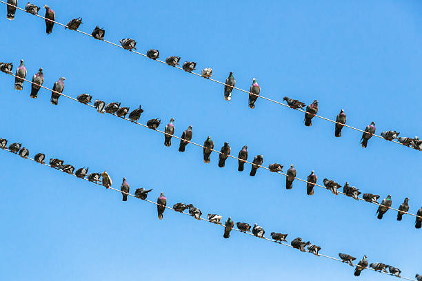 istock Pigeons Perching On Electricity Pylons 531610112
