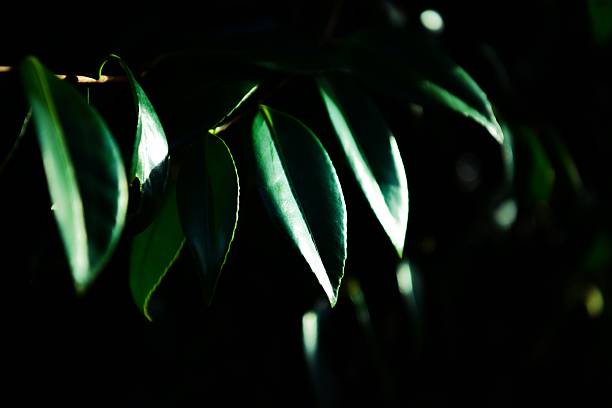 istock Green leaves and the shine 531610146