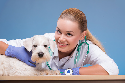 I love my job. Portrait of a young beautiful vet looking at camera and cute white dog isolated on blue background