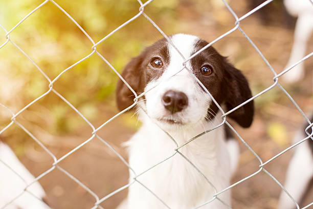 Homeless dog behind bars Homeless dog behind bars in an animal shelter. sad dog shelter stock pictures, royalty-free photos & images