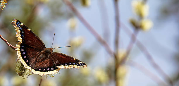 istock Brown Butterfly on Plant 531610512