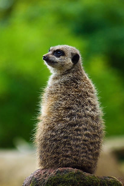 Meercat Looking over Shoulder Meercat stood on top of a rock from behind. chester england stock pictures, royalty-free photos & images