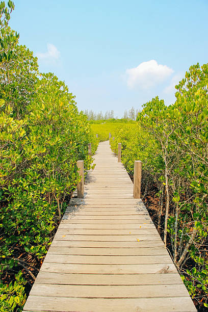 istock Sea Rayong 24 March 2016 531610904