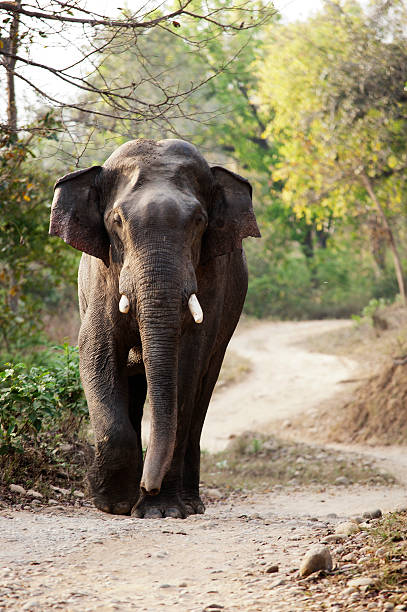 istock Angry elephant at Corbett National Park 531611104