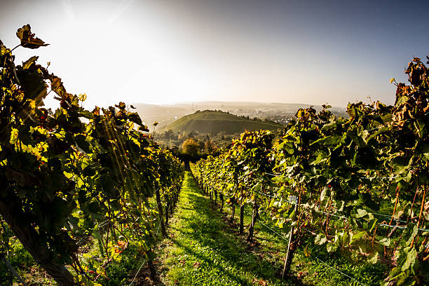 Weg durch den Wein – Foto