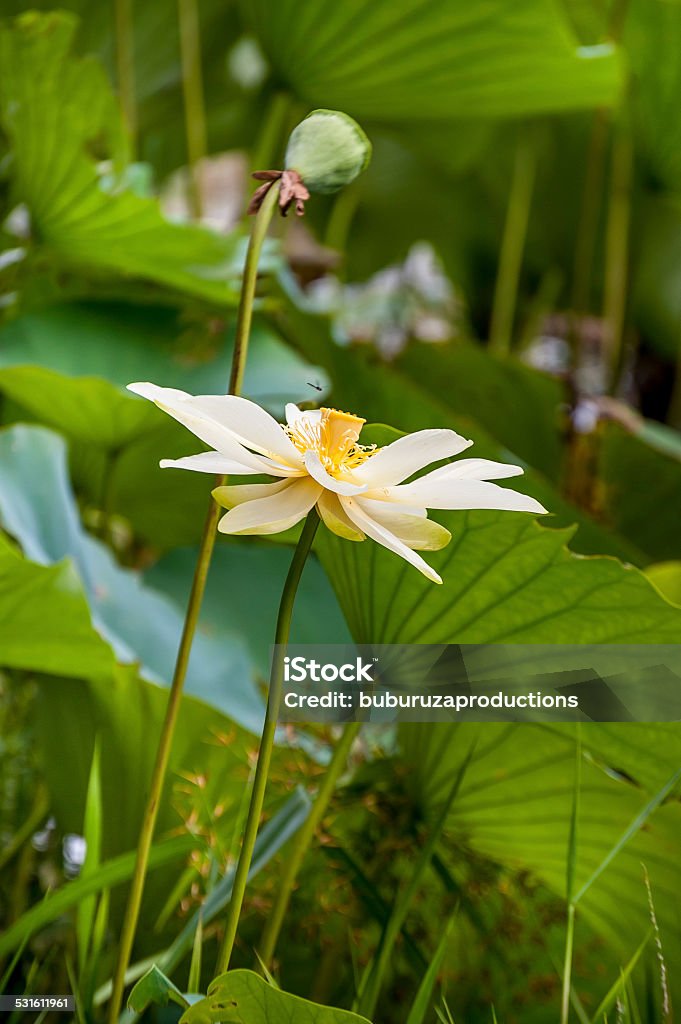 White Water Lilly with a Dragonfly A small dragonfly visits the white blossom of a water lilly surrounded by green leaves in an East Texas lake. 2015 Stock Photo