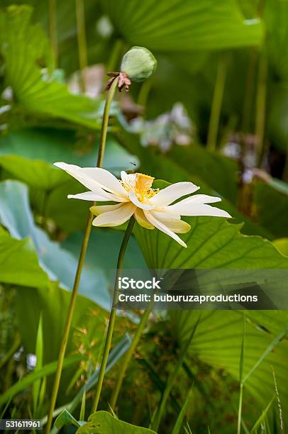 White Water Lilly With A Dragonfly Stock Photo - Download Image Now - 2015, Animal, Dragonfly