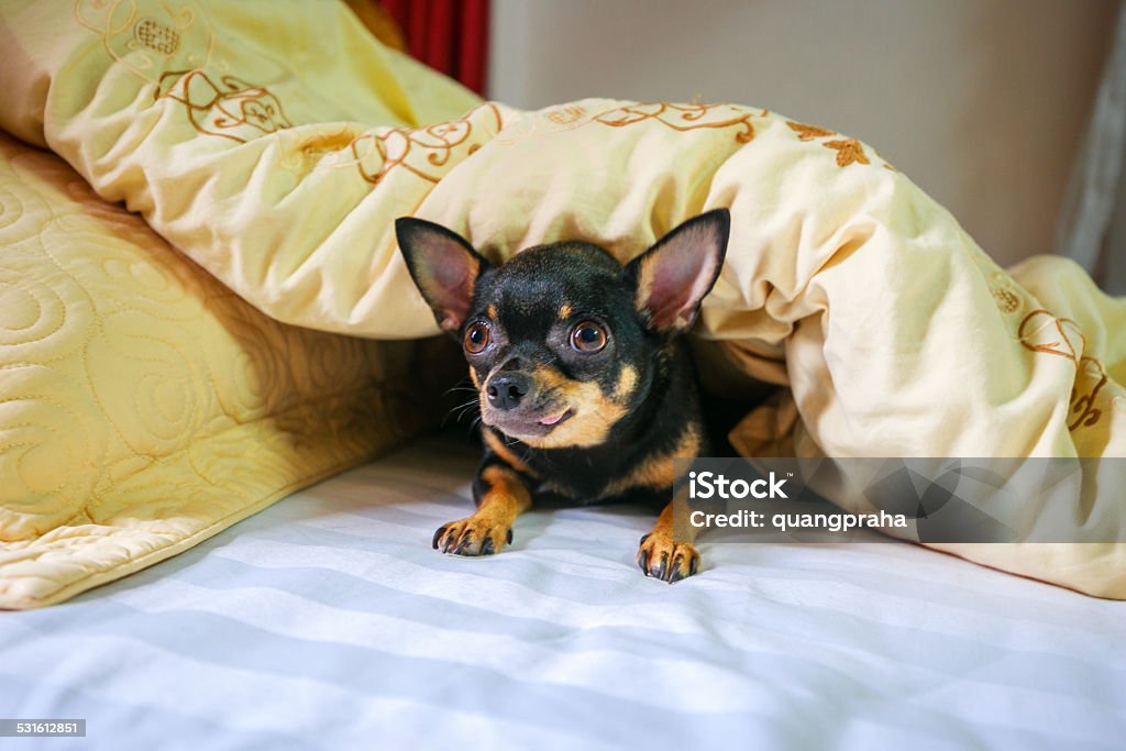 Hin chihuahua Chihuahua puppy in a warm blanket, it was a smart Chihuahua, or sulk and very emotional, just under one owner 2015 Stock Photo