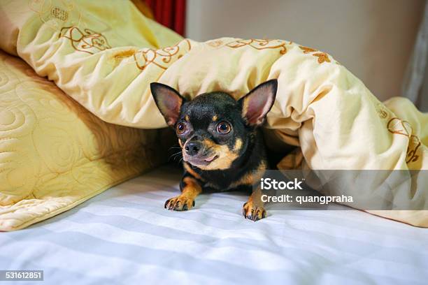 Hin Chihuahua Stock Photo - Download Image Now - 2015, Animal, Black Color
