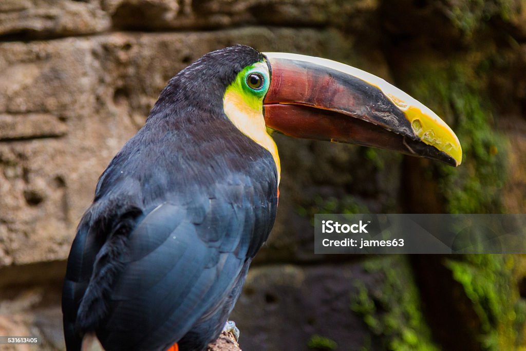 Tocan Toco (Ramphastos toco) Toco Toco (Ramphastos toco) 2015 Stock Photo