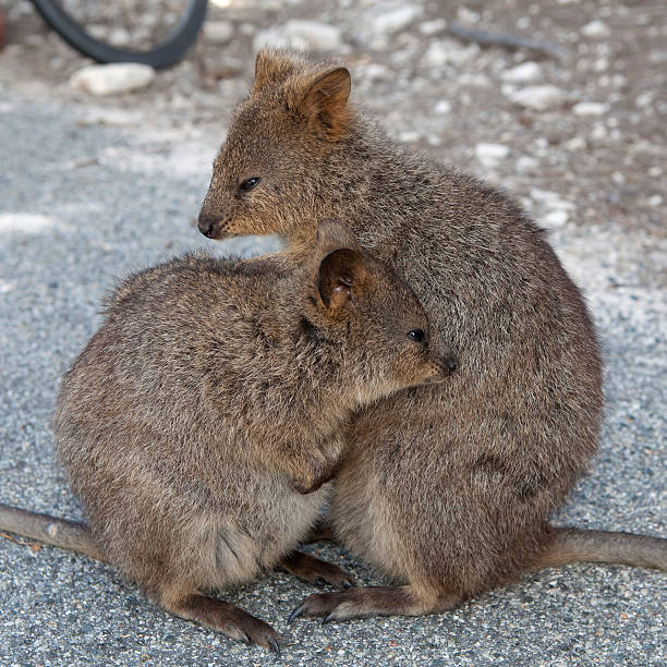 istock Quokkas at Rottnest Island 531613455