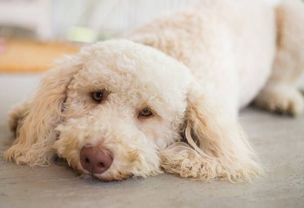 Labradoodle Laying Down stock photo