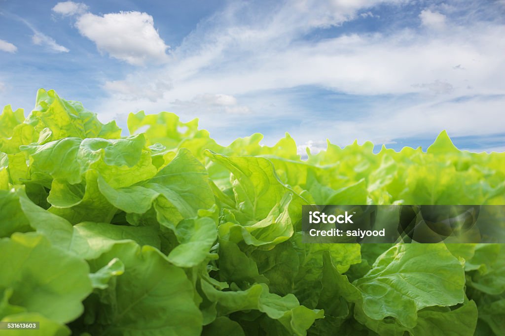 agricultural Organic vegetable plots cultivation farm. 2015 Stock Photo