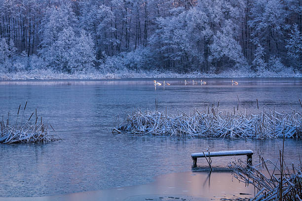 Swans passing through the lake in winter.
