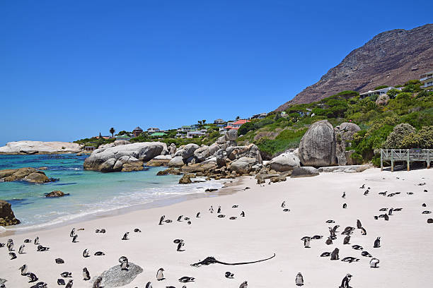 istock Boulders Beach, South Africa (Penguin Beach) 531614034