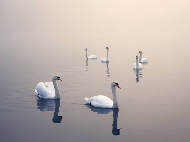 istock Swans On The Lake 531614283