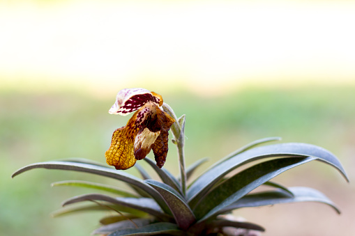 Withered lady slipper orchid from garden