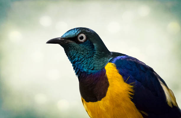 istock Golden-breasted starling 531614789