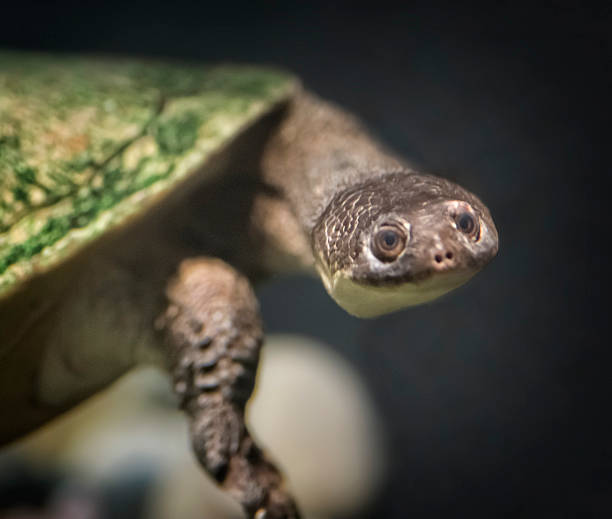 istock Roti Island snake-necked turtle 531614807