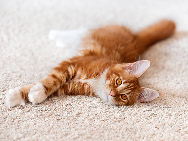 istock Red Maine Coon kitten on white background fur 531614948