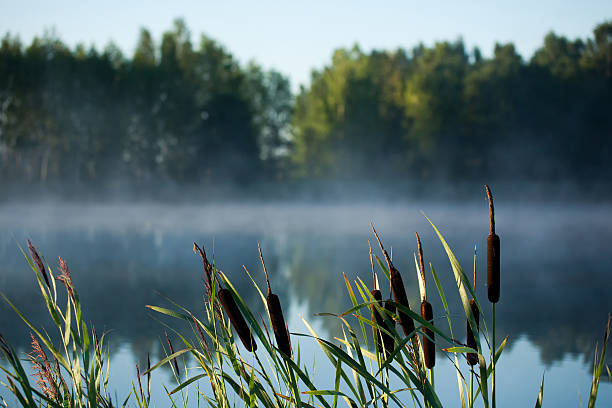 Early morning near the lake. Typha latifolia against the sunrise mist.