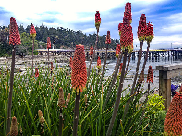 istock Brilliant orange flowers at the seashore. 531615162