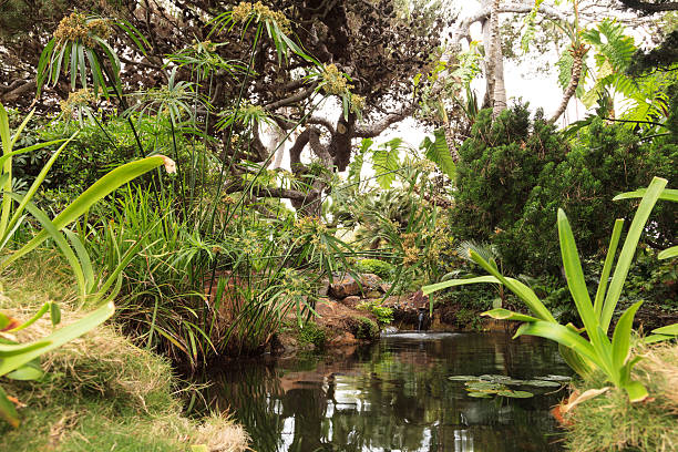istock Relaxing, zen like pond with a waterfall 531615214