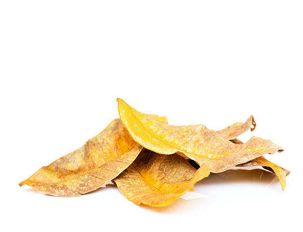istock Golden autumn decay leaf 531615269