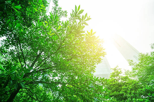 istock Summer branch with fresh green leaves 531615950