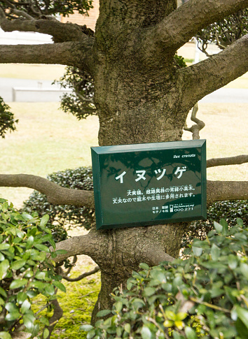 Kanazawa, Japan - April 5, 2016: A Japanese holly tree in the bonsai style, with Japanese writing on an information board, on the pavements of Kanazawa